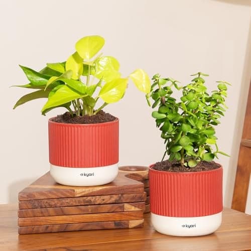 Kyari Combo of 2 Indoor Plants - Lucky Jade, Golden Money with Red Brick Self Watering Pot 4 Inch - Live Plants for Home Decor, Living Room, Office Desk - Air Purifying Vastu Plant Set