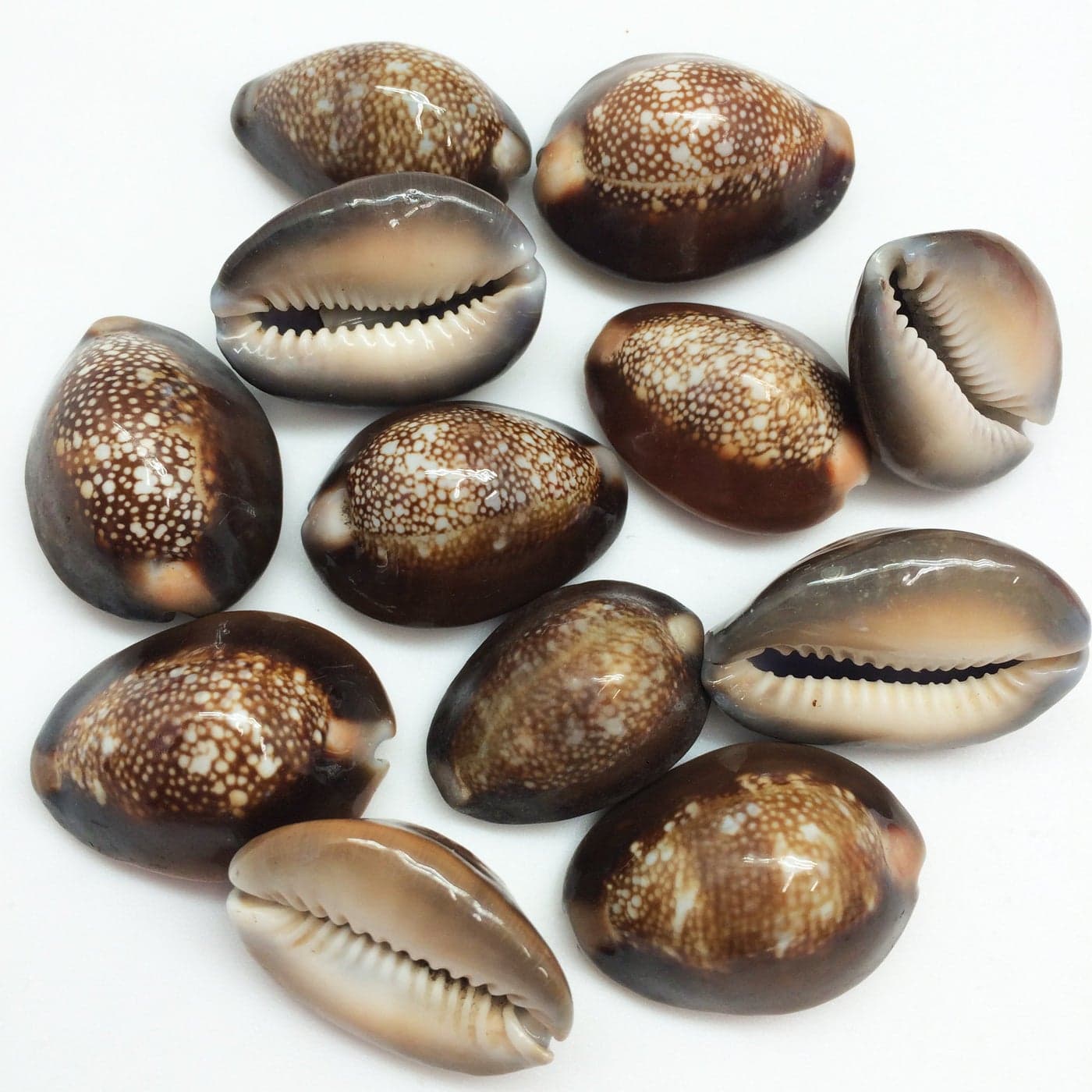 PEPPERLONELY 12PC Serpents Head Cowrie Sea Shells Cyprae Caputserpentis Shells 34 Inch 114 Inch