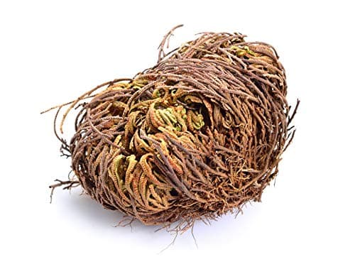 Rose of Jericho Miracle Flower - The Resurrection Plant – Pack of 2- by Natural Farms