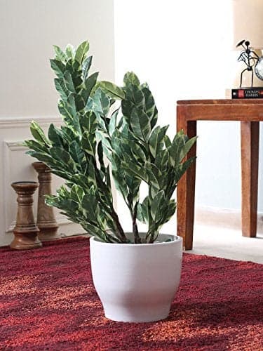 Fourwalls 60cm Tall Mini Quercus Plant without Pot (White and Green)