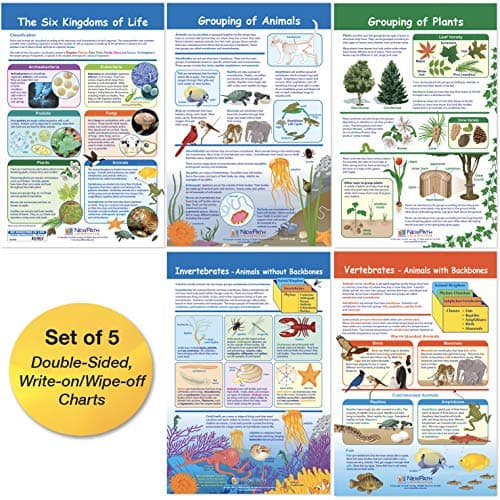 NewPath Learning 943502 The Six Kingdoms Bulletin Board Charts 12 x 18 Inch Full Color Set of 5