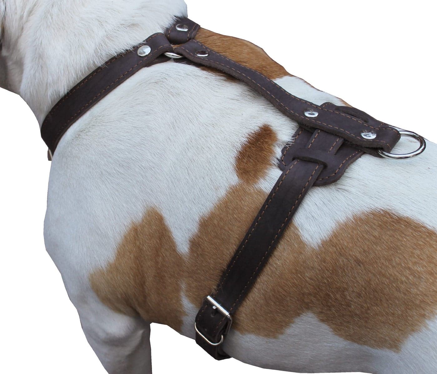 Genuine Leather Dog Harness, 29"-37" Chest, 1" Wide Straps, Boxer, Pitbull, Bullterrier