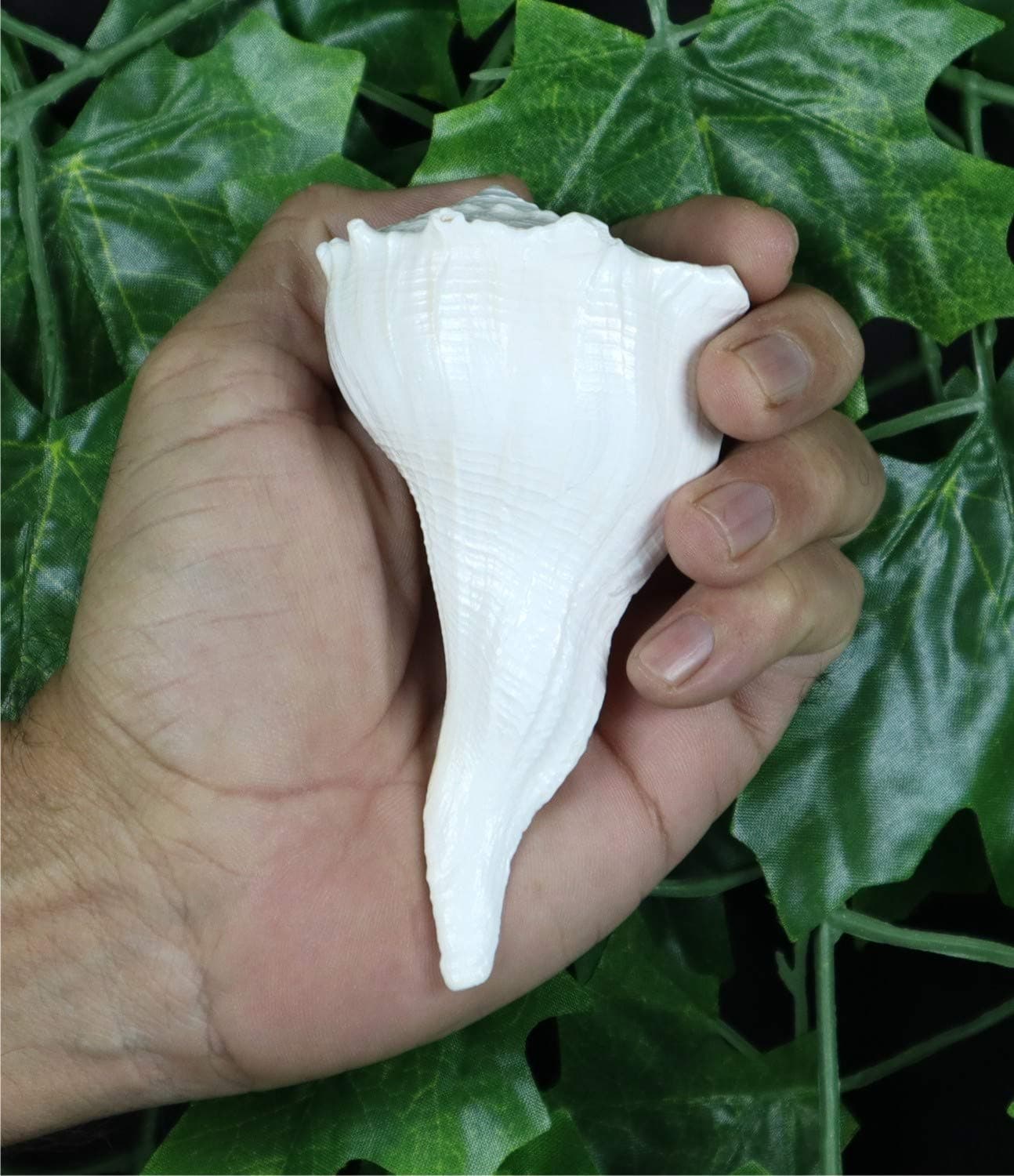 ASHIRWAD Dakshinavarti Original Shankh Valampuri Sangu Right Handed Lakshmi Shankh Conch Shell (3 inch)