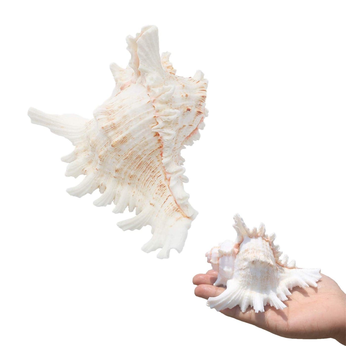 SINKOO 2PCS Conch Shell Large Natural Seashells 453 Inch Perfect for Fish Tank Wedding Decor Beach Theme Party Home DecorationsDIY Crafts