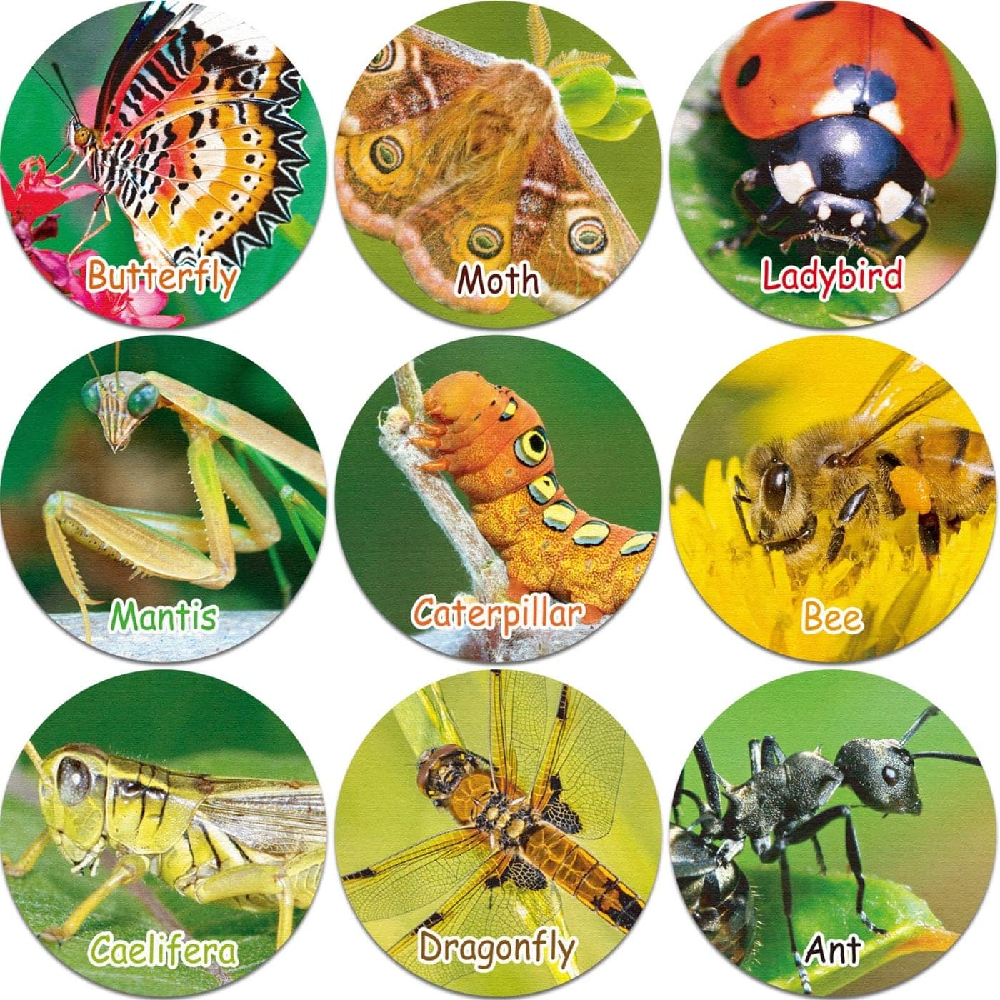 Zonon 600 Pieces Bug Stickers for Kids Insect Stickers Decals for Boys Girls Early Education Teaching Supplies for Classroom Graduation Gift Back to School Home Rewards Party Favor 138 Inches