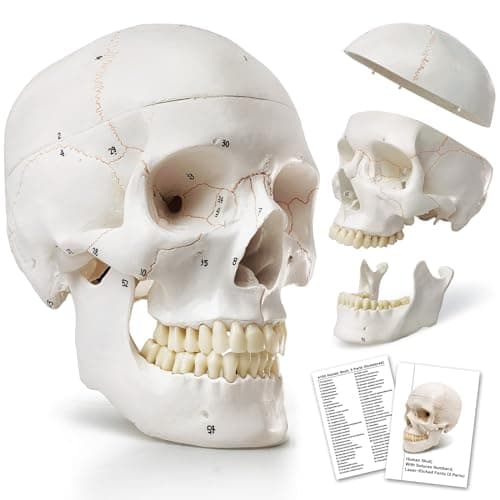 HADWYN 2025 Human Skull Anatomical Modelwith Painted Sutures 54 Pcs Labeled Numbered Skull Models for Medical StudentsHuman Brain Model for Kids Drawing Anatomy