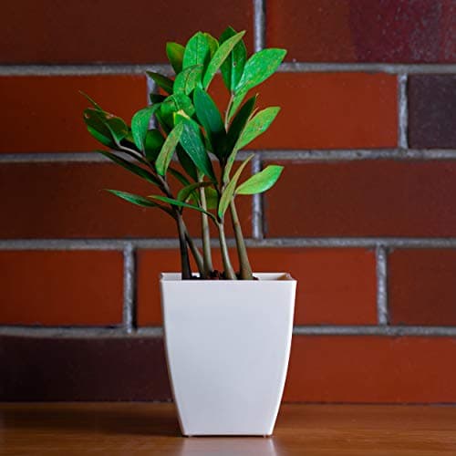 garbnoire Gardening Flower Pots - 5.5 Inch Plastic Flower Pots | Modern Decorative Indoor Outdoor Pots - (White, 5)