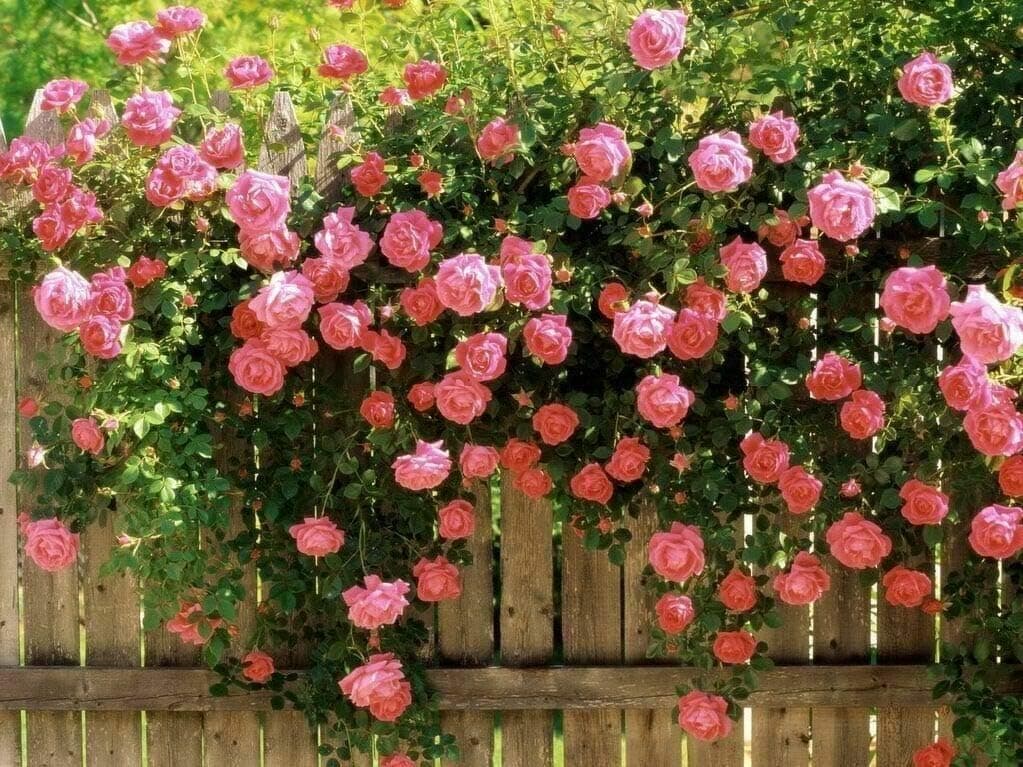 Pink Climbing Rose Flower Seeds – Pack of 20 | Beautiful Fragrant Blooms for Vertical Garden & Fences
