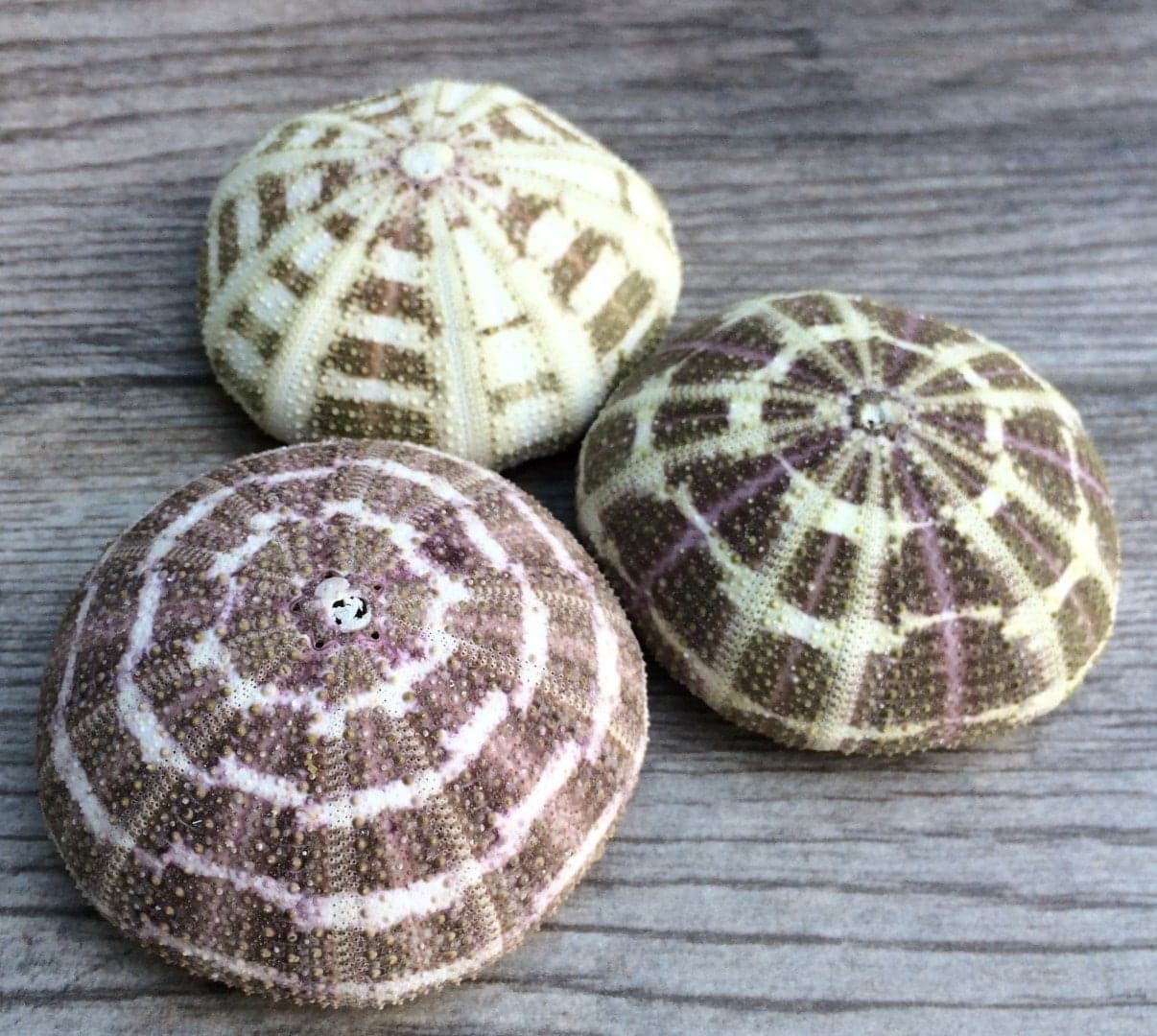 Alfonso Sea Urchins Shells for Air Plants 3 Alphonse 34 Sea Urchin Shells Hanging Air Plant Holder Air Plants Live Holders Air Plant Pot No Plants Included