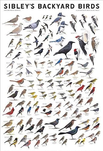 Picture Peddler Laminated Sibleys Backyard Birds of Eastern North America Cardinal Eastern Blubird Purple Martin 24x36