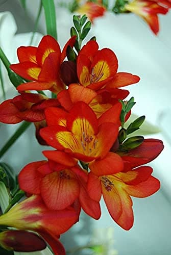 Radha Krishna Agriculture Imported Variety Freesia Flower Bulbs All Season Flower Bulbs for Pot & Home Garden Pack of 4 Flower Bulbs