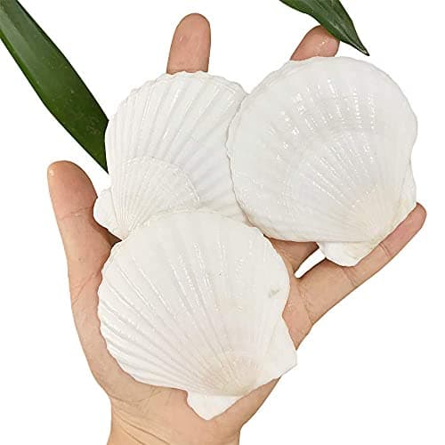 SEAJIAYI 30 PCS Scallop Shells 2-3 Inch Natural White Sea Shells from Sea Beach for DIY Craft Home Décor(6-8 cm)