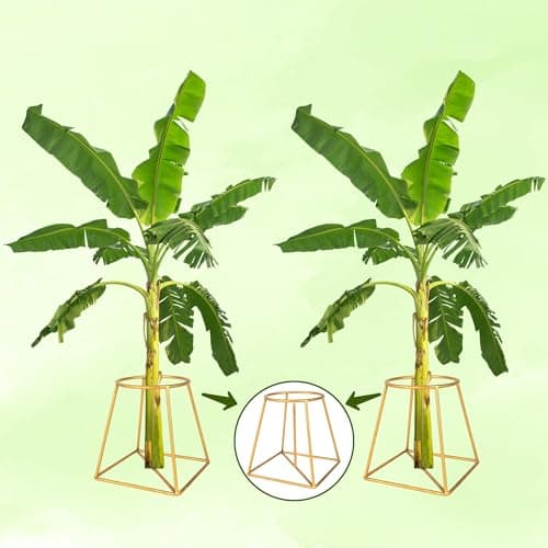 ROLLYWARE Heavy Stainless Steel Decorative Banana Plant Stand for Ideal for placing the banana plant / tree / stem Stand for puja/ Religious and other ceremonies,pack of. 6 (COLOR GOLDEN)