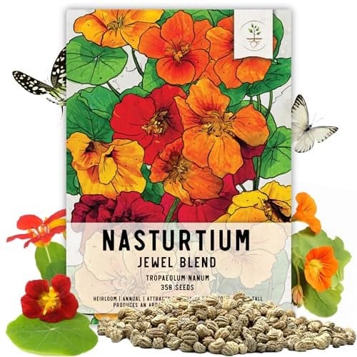 Seed Needs Nasturtium Seeds Jewel Mix Multicolored Edible Flowers | 1.5 Ounce 350+ Seeds Tropaeolum Nanum Annual Flower Seed Mix | Bulk Jewel Nasturtiums for The Garden