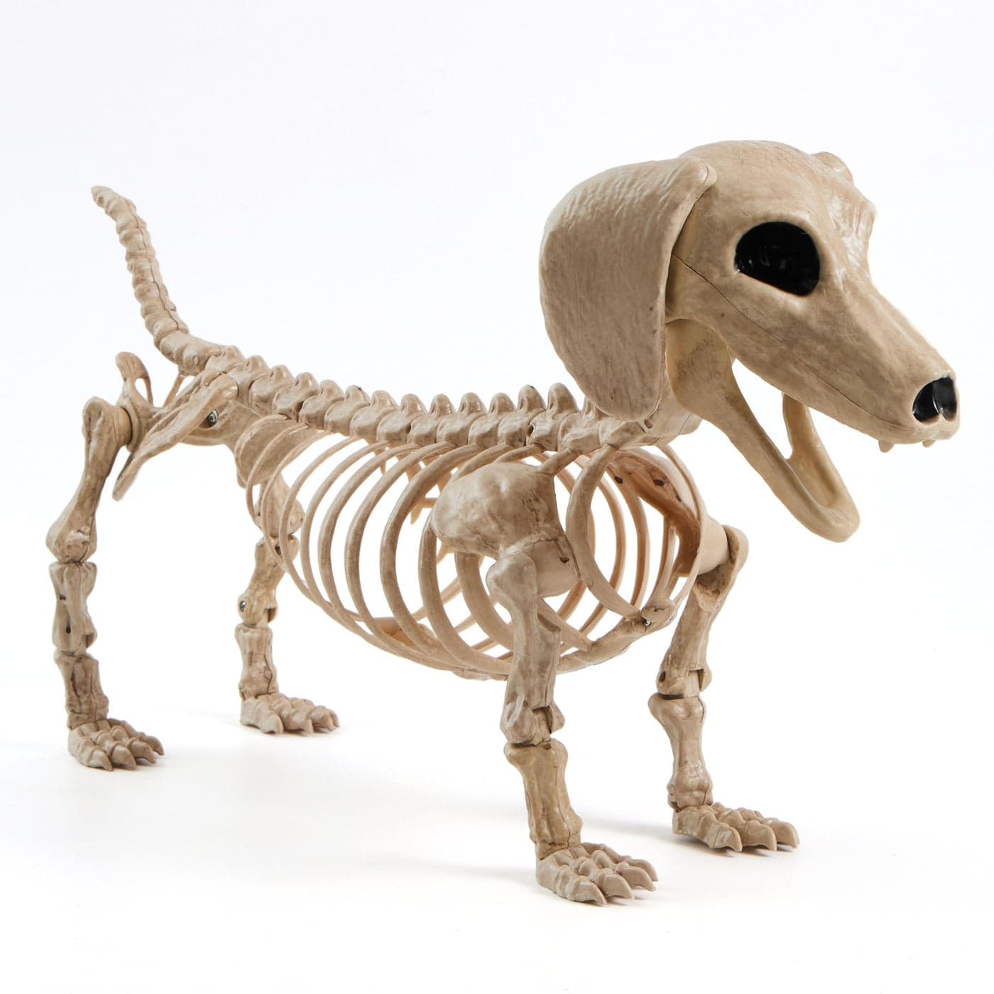 JOYIN Wiener Dog Skeleton 24 Plastic Animal Posable Skeleton Halloween Decorations with Movable Joints for Graveyard Scenes Haunted House Prop Party Decor Spooky Indoor Outdoor Decorations